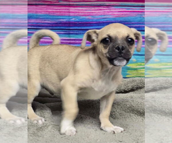 Medium Photo #2 Chug Puppy For Sale in Lakewood, CO, USA