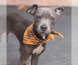 Mutt Dogs for adoption in San Antonio, TX, USA