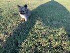 Small Photo #11 Chihuahua Puppy For Sale in CHARLESTON, SC, USA
