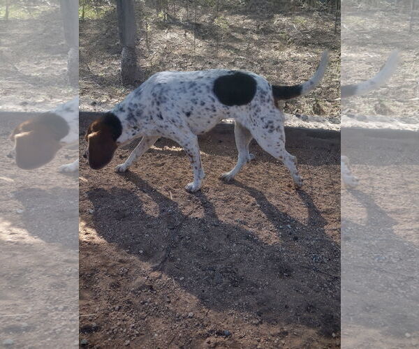 Medium Photo #8 Beagle Puppy For Sale in Apple Valley, CA, USA