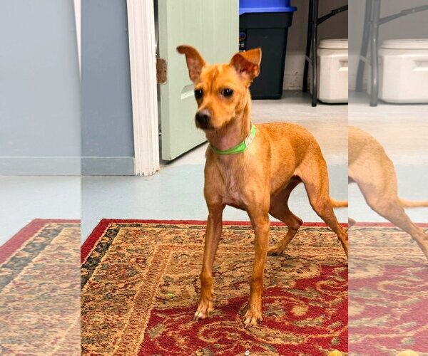 Medium Photo #2 Chihuahua-Unknown Mix Puppy For Sale in NEWPORT NH, NH, USA