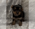 Small #3 Yorkshire Terrier