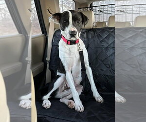 Bubbie - Male Mutt Dog for Adoption - Photo #13