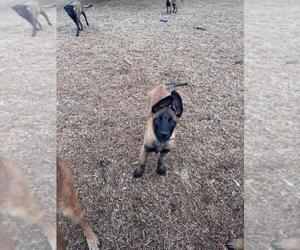 Belgian Malinois Puppy for sale in HAMILTON, AL, USA
