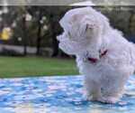 Small Photo #16 Maltese Puppy For Sale in OCALA, FL, USA