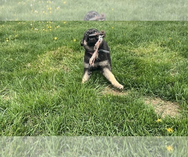 Medium Photo #37 German Shepherd Dog Puppy For Sale in SUMPTER TWP, MI, USA