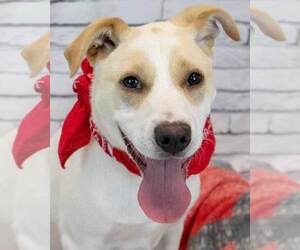 Labrador Retriever-Unknown Mix Dogs for adoption in Kennesaw, GA, USA