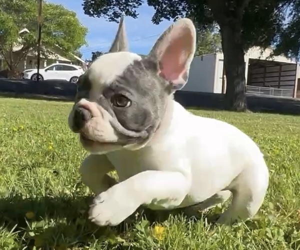 Medium Photo #13 French Bulldog Puppy For Sale in MEDFORD, OR, USA