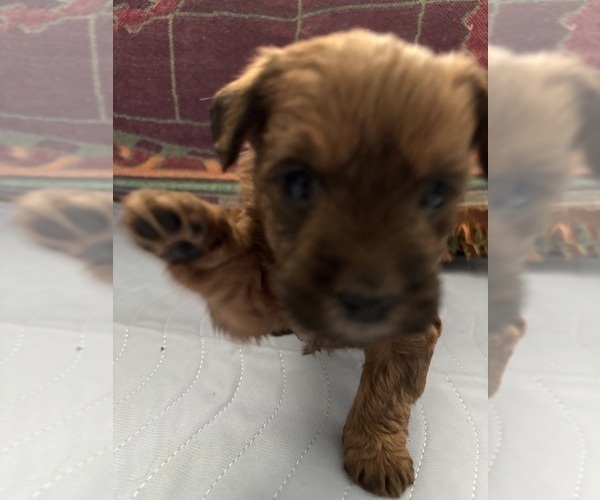 Medium Photo #38 Poocan Puppy For Sale in FAIR OAKS, CA, USA