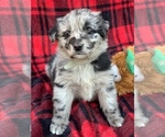 Small Photo #4 Aussiedoodle-Australian Shepherd Mix Puppy For Sale in ATHOL, MA, USA