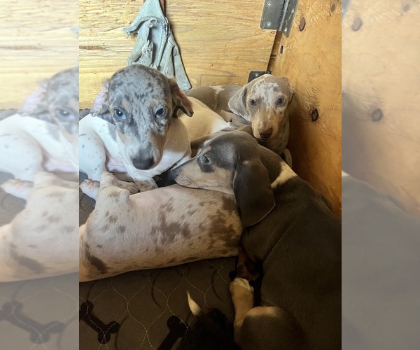 Medium Photo #94 Dachshund Puppy For Sale in LAKEBAY, WA, USA