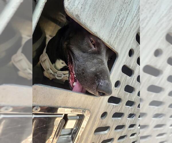 Medium Photo #1 American Staffordshire Terrier-Unknown Mix Puppy For Sale in San Antonio, TX, USA