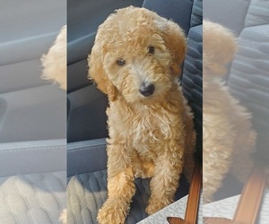 Poodle (Standard) Puppy for sale in SHELBYVILLE, TN, USA