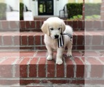 Small Photo #11 Golden Retriever Puppy For Sale in KANSAS CITY, MO, USA