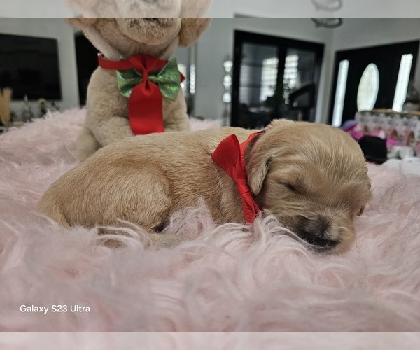 Medium Photo #21 Golden Retriever Puppy For Sale in ORLANDO, FL, USA