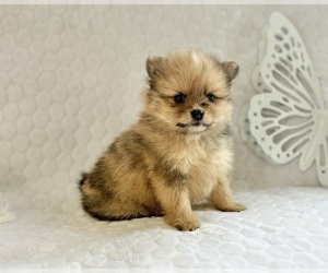 Pomeranian Puppy for sale in ROCK STREAM, NY, USA