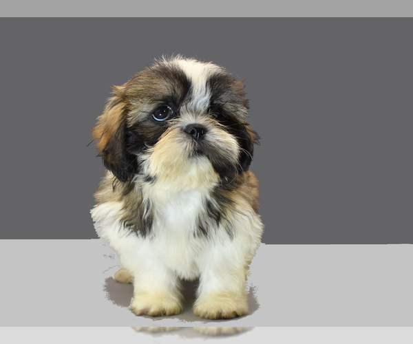 Medium Photo #6 Shih Tzu Puppy For Sale in SAN DIEGO, CA, USA