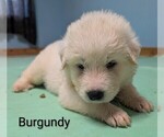 Puppy Burgundy Great Pyrenees