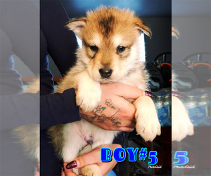 Wolf Hybrid Puppy for sale in ALBUQUERQUE, NM, USA