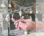 Puppy Cash English Springer Spaniel
