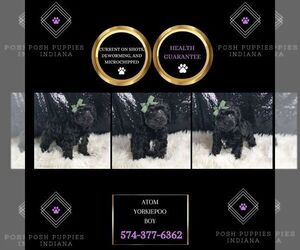 YorkiePoo Puppy for sale in WARSAW, IN, USA
