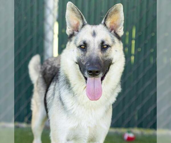 Medium Photo #3 German Shepherd Dog Puppy For Sale in Camarillo, CA, USA