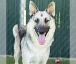 Small #2 German Shepherd Dog