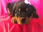Small Photo #1 Rottweiler Puppy For Sale in QUARRYVILLE, PA, USA