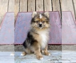 Small Photo #2 Pomeranian Puppy For Sale in HAYWARD, CA, USA