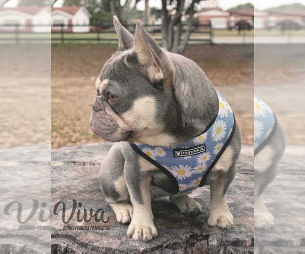 Medium Photo #1 French Bulldog Puppy For Sale in VALRICO, FL, USA