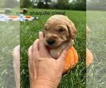 Small #17 Golden Retriever