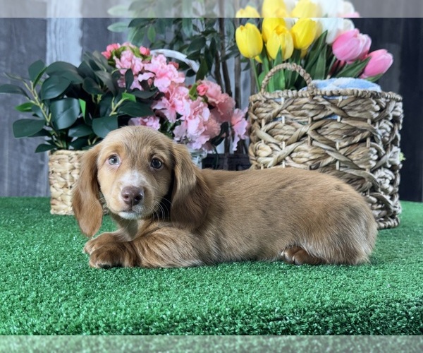 Medium Photo #7 Dachshund Puppy For Sale in CANOGA, NY, USA