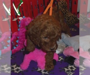 Poodle (Standard) Puppy for Sale in HOWE, Idaho USA