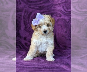 Maltipoo Puppy for sale in ATGLEN, PA, USA