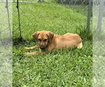Small #6 Mutt