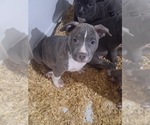 Small Photo #4 American Bully Puppy For Sale in NAUGATUCK, CT, USA