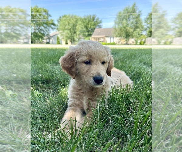 Medium Photo #26 Golden Retriever Puppy For Sale in GREENFIELD, IN, USA