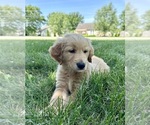 Small Photo #26 Golden Retriever Puppy For Sale in GREENFIELD, IN, USA