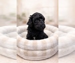 Small Photo #4 Goldendoodle Puppy For Sale in BUDD LAKE, NJ, USA