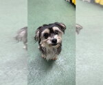 Small #1 Mutt