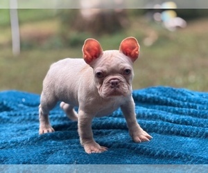 French Bulldog Puppy for sale in POWHATAN, VA, USA