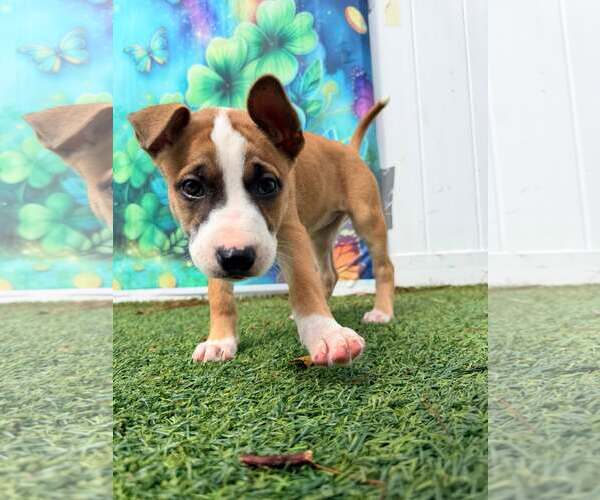 Medium Photo #3 Mutt Puppy For Sale in Pompano Beach , FL, USA