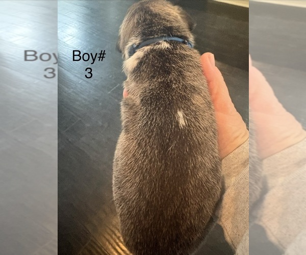 Medium Photo #9 Great Dane Puppy For Sale in CLANTON, AL, USA