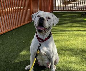 Dogo Argentino-Unknown Mix Dogs for adoption in Las Vegas, NV, USA