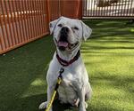 Small Dogo Argentino Mix