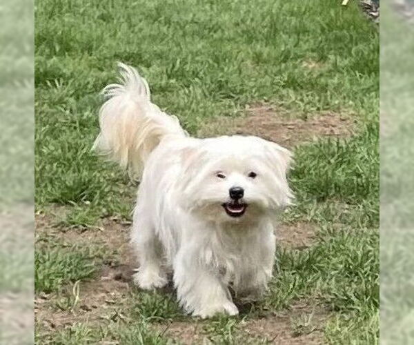 Medium Photo #2 Maltese-Unknown Mix Puppy For Sale in Rochester, NY, USA
