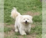 Small #1 Maltese Mix