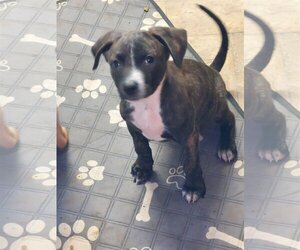 Plott Hound-Unknown Mix Dogs for adoption in Sanford, FL, USA