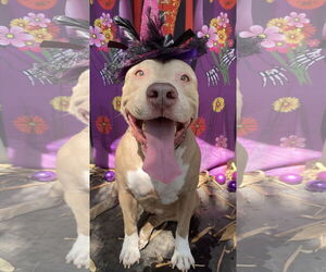 Mutt Dogs for adoption in Miami, FL, USA