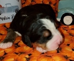 Small Photo #2 Bernedoodle Puppy For Sale in TAYLORSVILLE, NC, USA